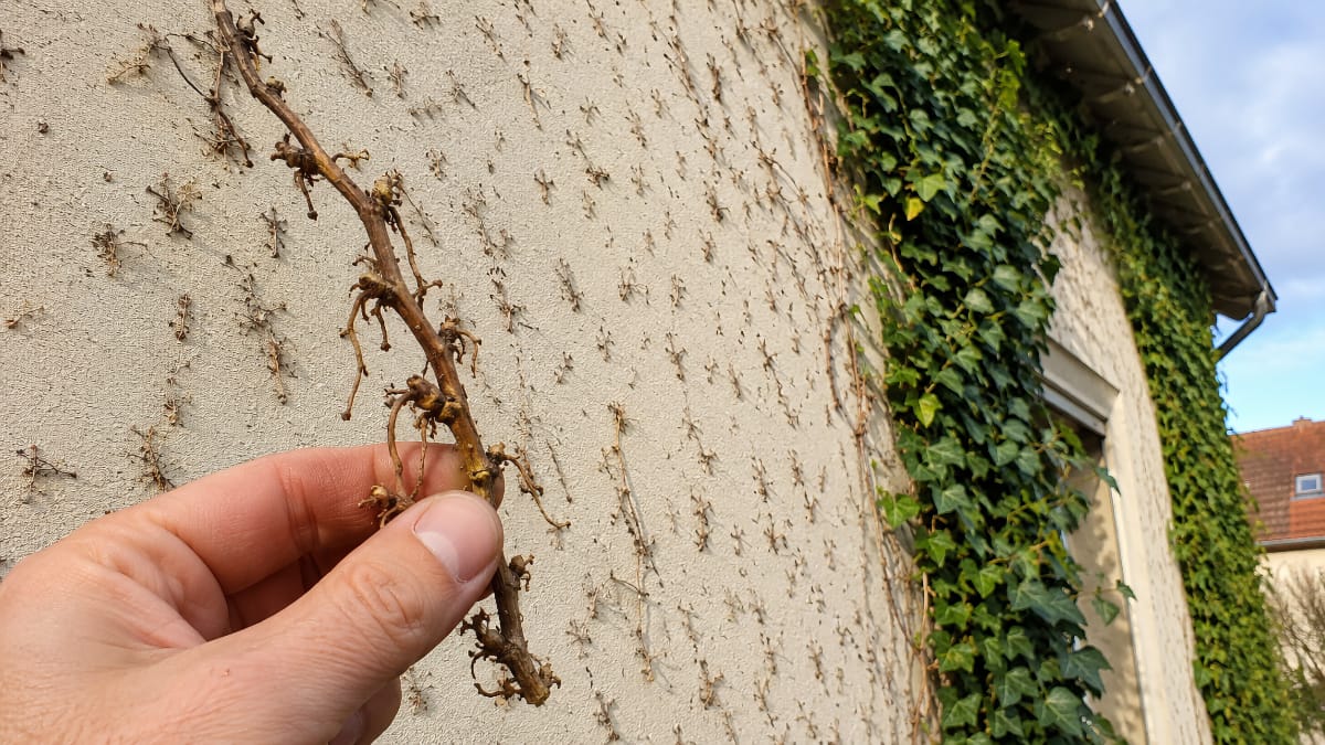 Comment enlever les crampons de lierre sur un mur et nettoyer les traces qui restent ?