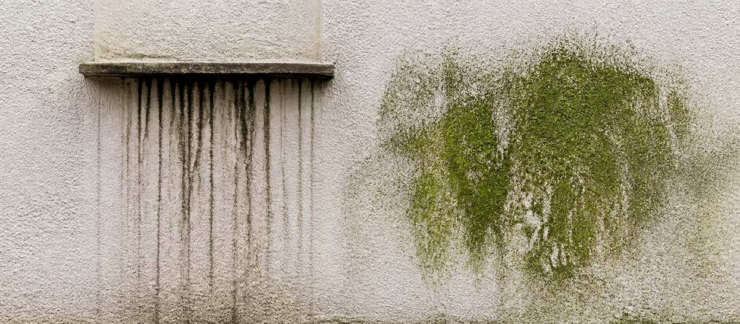 Façade présentant des traces noires sous un rejet d'eau et une plaque de mousse verte à proximité
