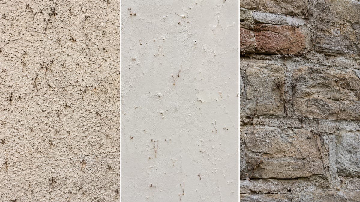 Comparaison des traces de lierre sur crépi, peinture de façade et mur en pierre