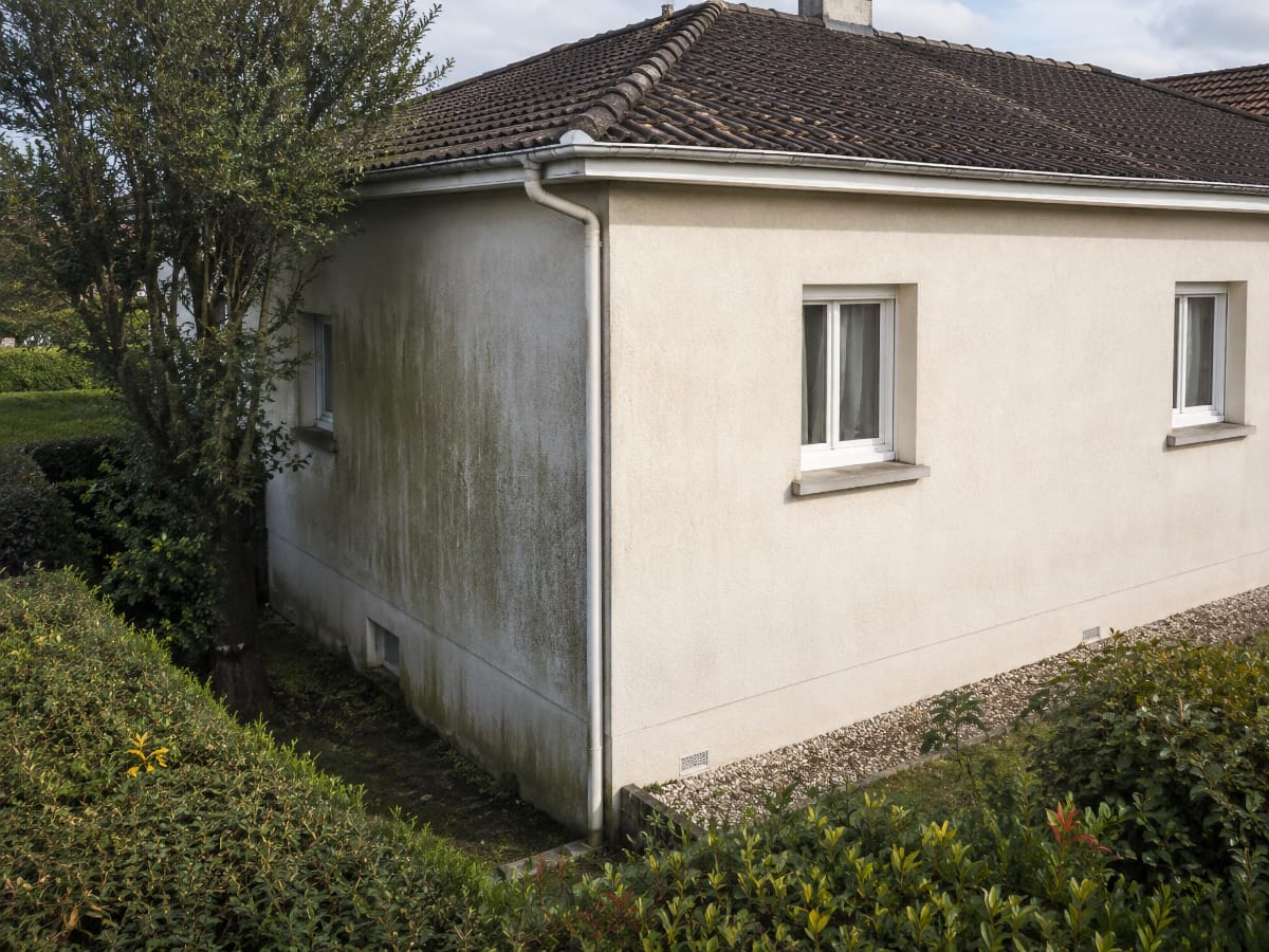 Maison dont la façade ombragée est verdie alors que le mur mieux exposé reste plus propre