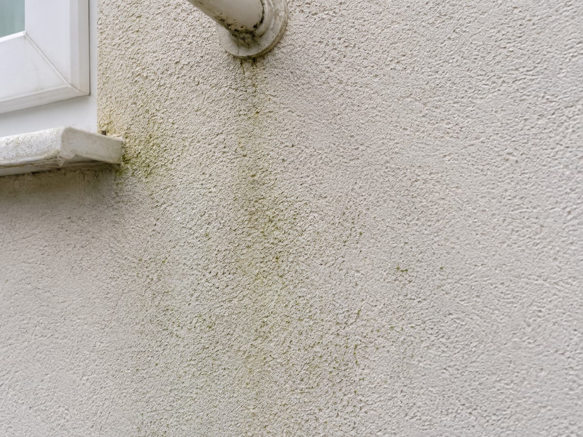 Traces vertes récentes réapparaissant dans la texture d’un enduit de façade