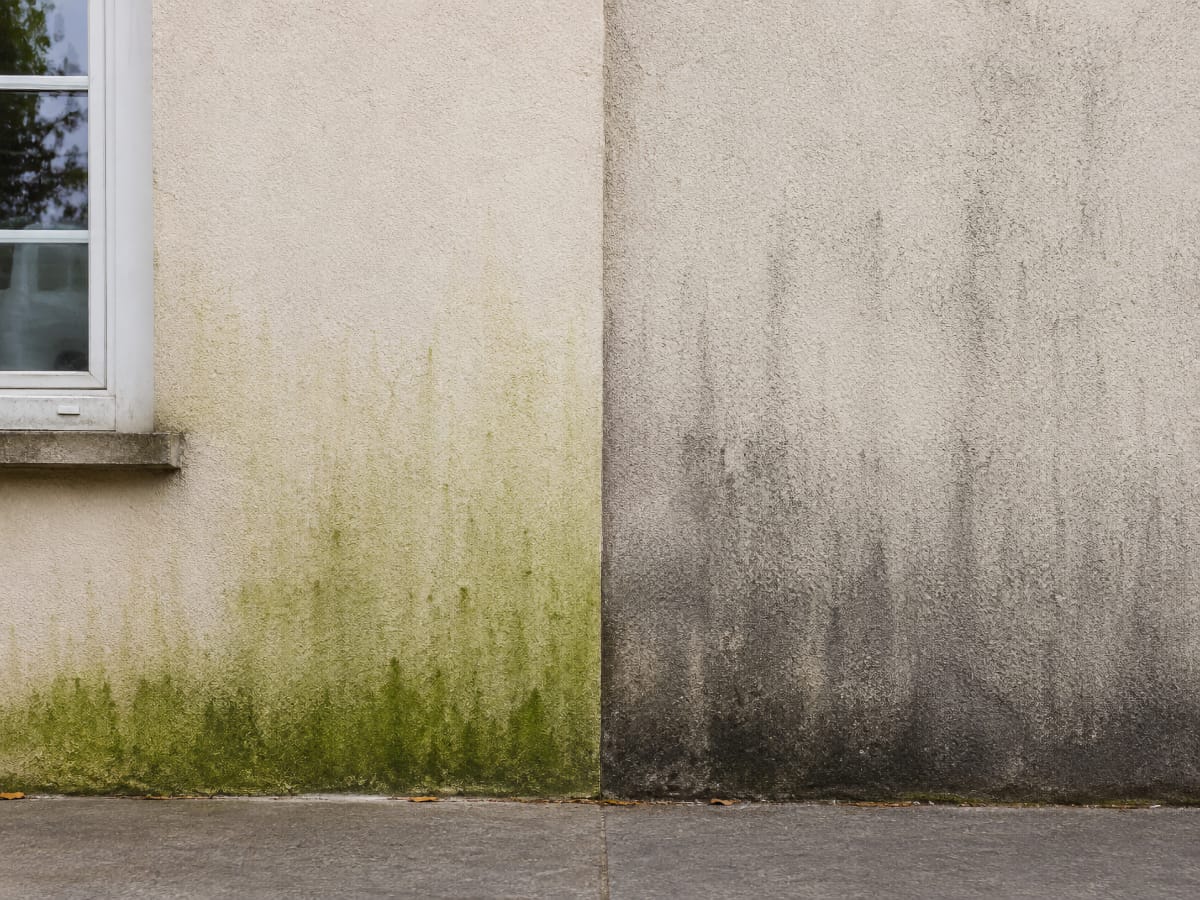 Différence entre traces vertes biologiques et salissures de pollution sur une façade