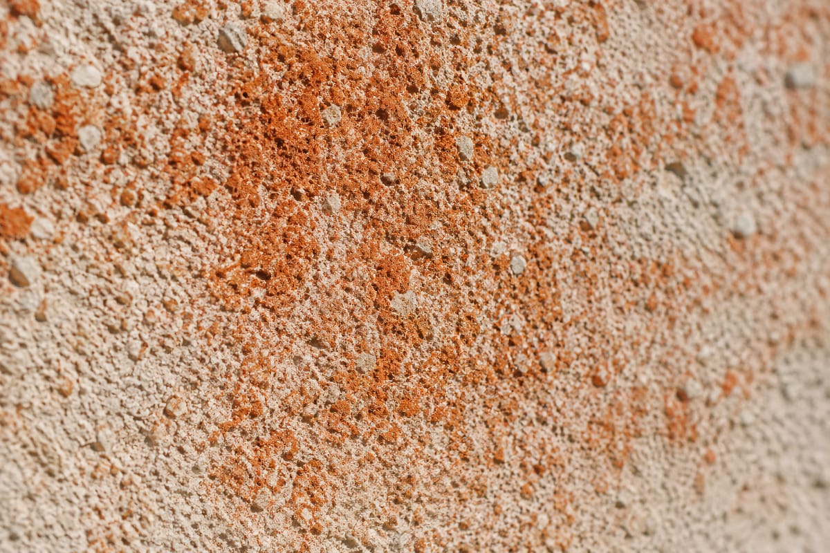 Voile rouge orangé de type Trentepohlia sur la texture d’un enduit de façade